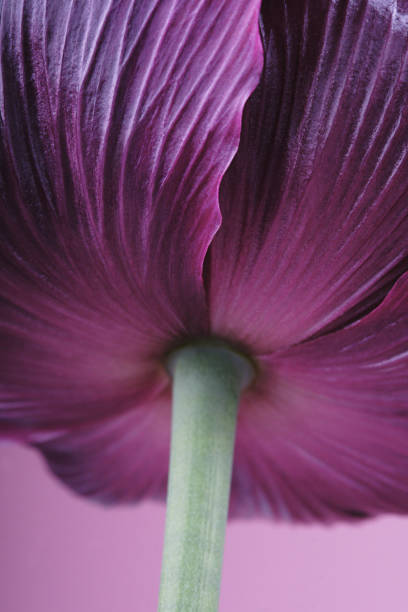 Papaveroideae of the family Papaveraceae seen from close up.