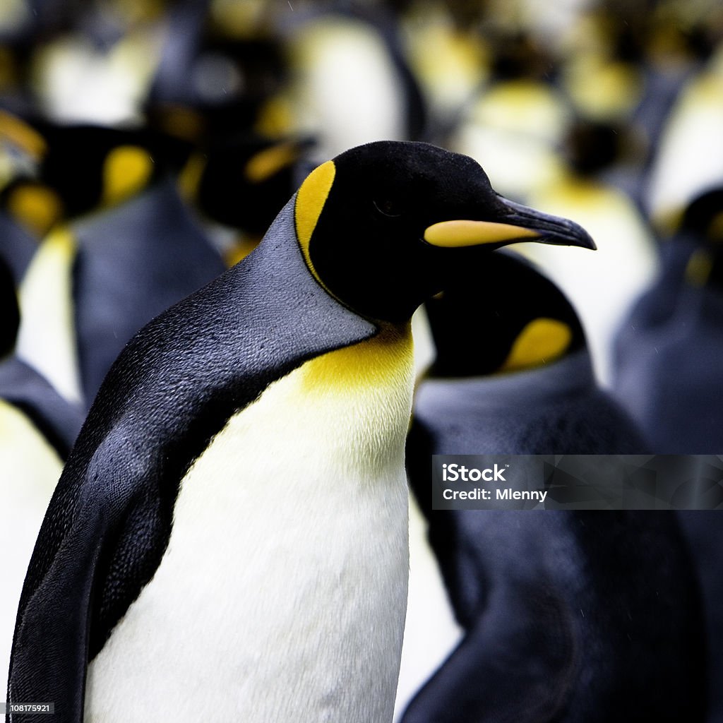 Королевский пингвин - Стоковые фото Антарктика роялти-фри