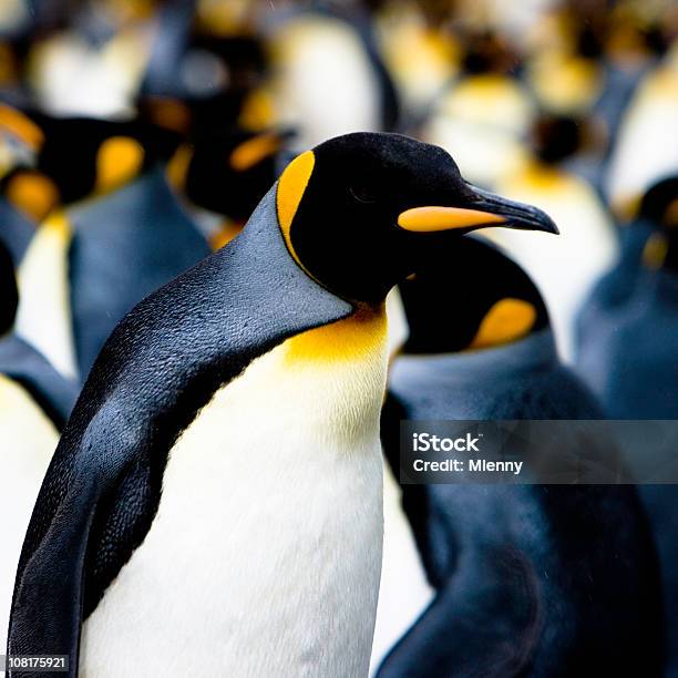 Королевский Пингвин — стоковые фотографии и другие картинки Антарктика - Антарктика, Без людей, Близость