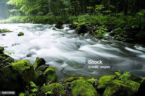 Górski Potok - zdjęcia stockowe i więcej obrazów Bez ludzi - Bez ludzi, Drzewo, Dzień