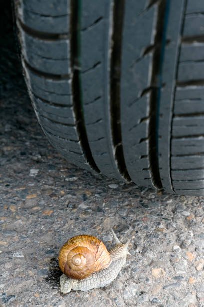 Brown snail crawling on the ground near green plants