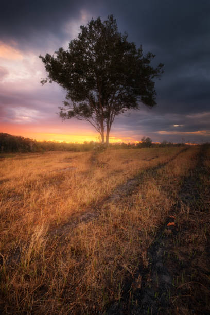 a ray of light breaks through the dramatic sky at sunset and hit a tree.