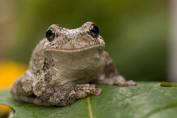 общие серый квакша (hyla versicolor), на зеленый лист крупным планом - camouflage animal frog tree frog стоковые фото и изображения