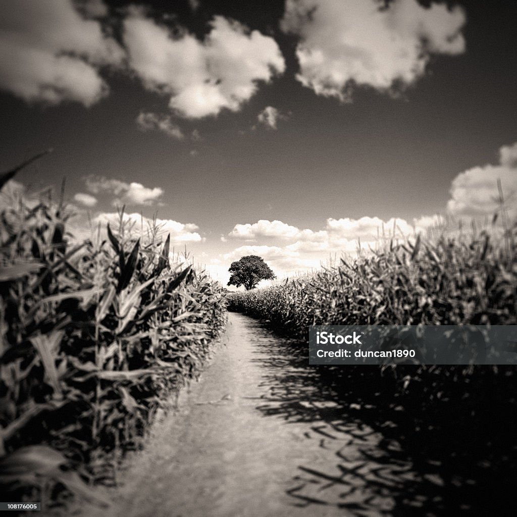Pole kukurydzy przeciwko pochmurno niebo, (czarny i biały - Zbiór zdjęć royalty-free (Bez ludzi)