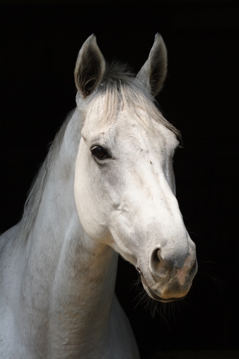Friendly young white horse face closeup on Texas farm outdoors.