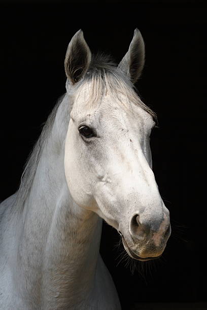 White Horse  white horse stock pictures, royalty-free photos & images