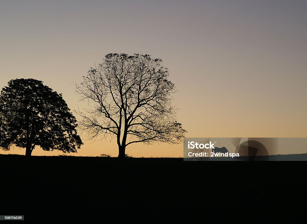 Koń w zachód słońca w Amisze Farm - Zbiór zdjęć royalty-free (Krajobraz)