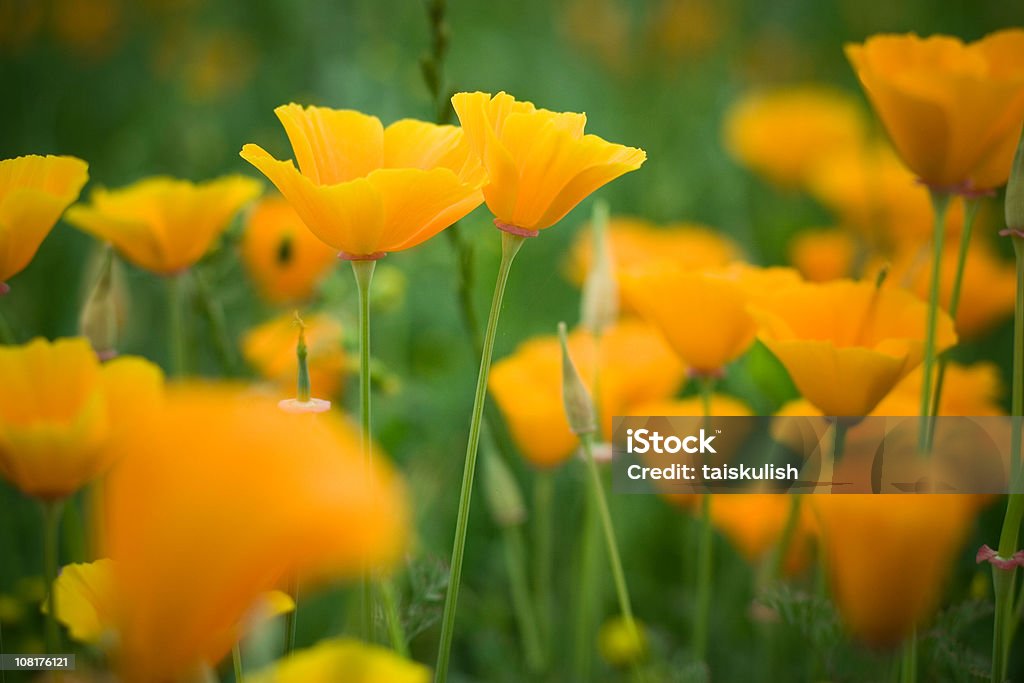 Juntos - Foto de stock de Flor libre de derechos