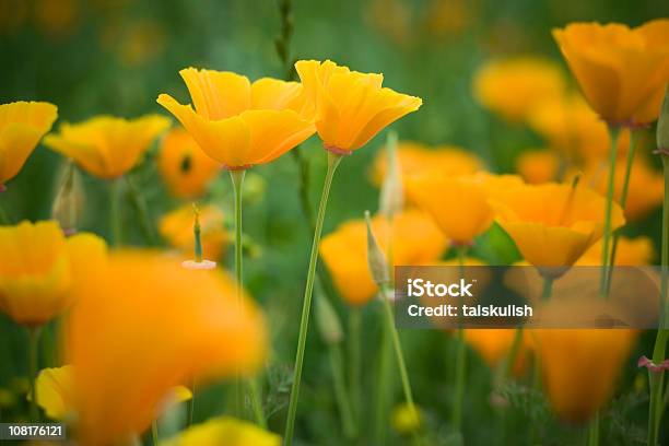 Juntos Foto de stock y más banco de imágenes de Flor - Flor, Amapola - Planta, Campo - Tierra cultivada