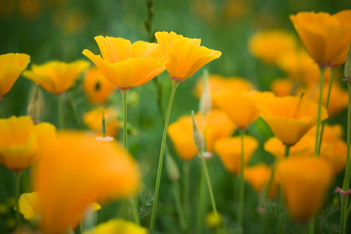 Summer backgroung. Flowers of eschscholzia californica or golden californian poppy, cup of gold, flowering plant in family papaveraceae .