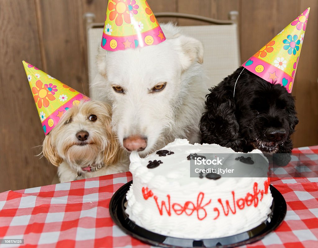 Dog Birthday Party Eating Cake  Dog Stock Photo