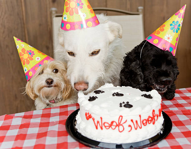 Cachorro comendo bolo de aniversário - foto de acervo