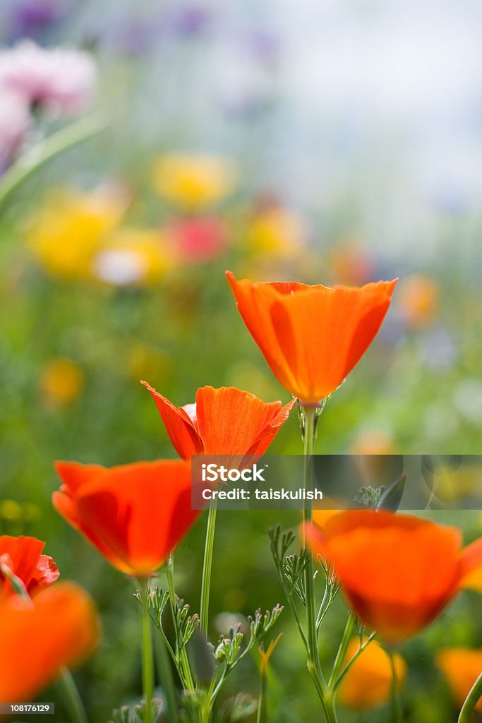 Красный california poppies - Стоковые фото Калифорния роялти-фри