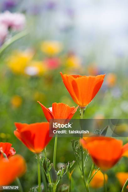 Красный California Poppies — стоковые фотографии и другие картинки Калифорния - Калифорния, Мак - растение, Без людей