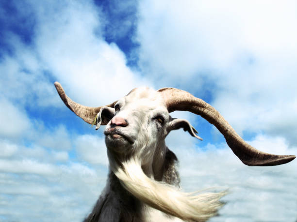 White goat standing on a small hill under a blue sky with another goat resting in the background