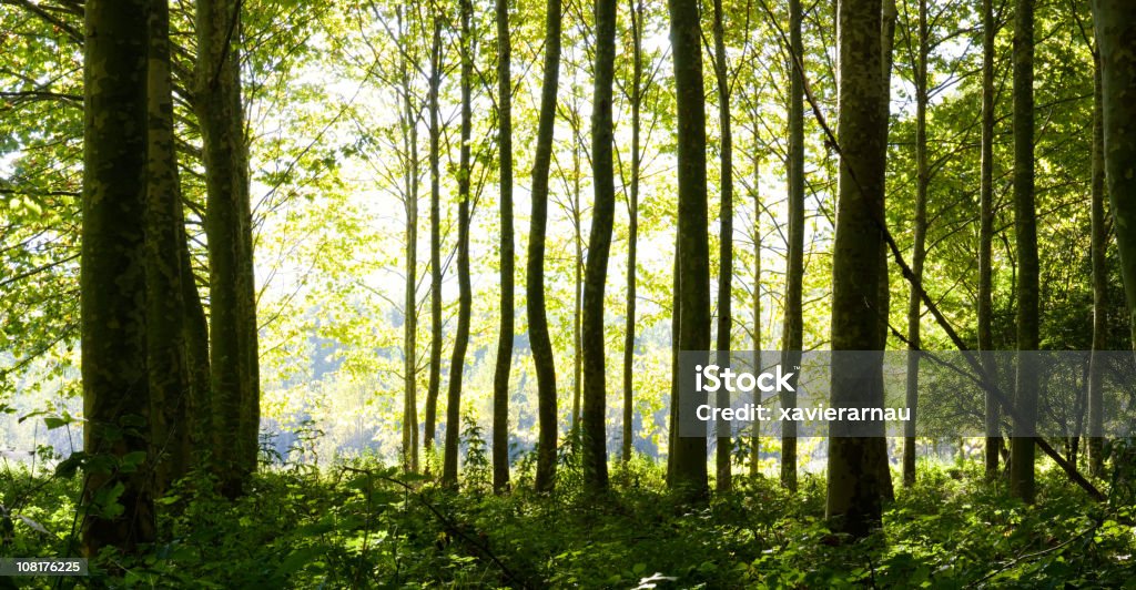 Alberi - Foto stock royalty-free di Peccio