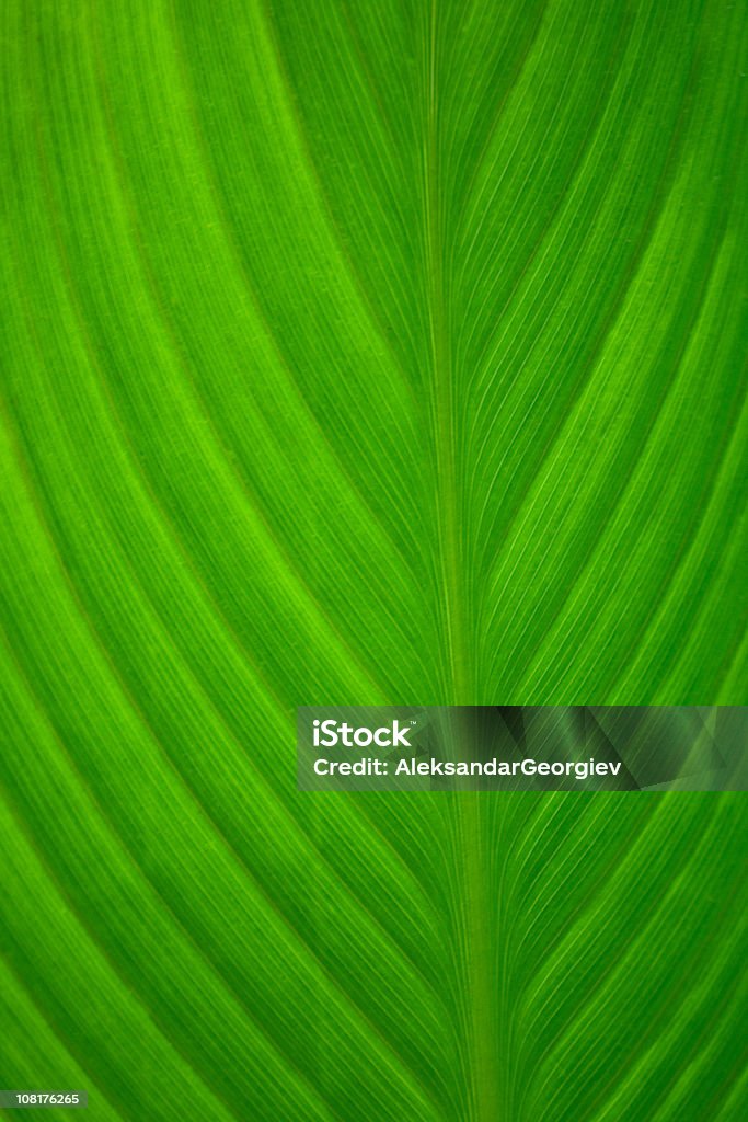 Struktur auf Green Palm Leaf - Lizenzfrei Baum Stock-Foto