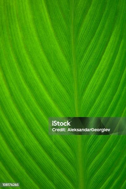Struktur Auf Green Palm Leaf Stockfoto und mehr Bilder von Baum - Baum, Bildhintergrund, Blatt - Pflanzenbestandteile
