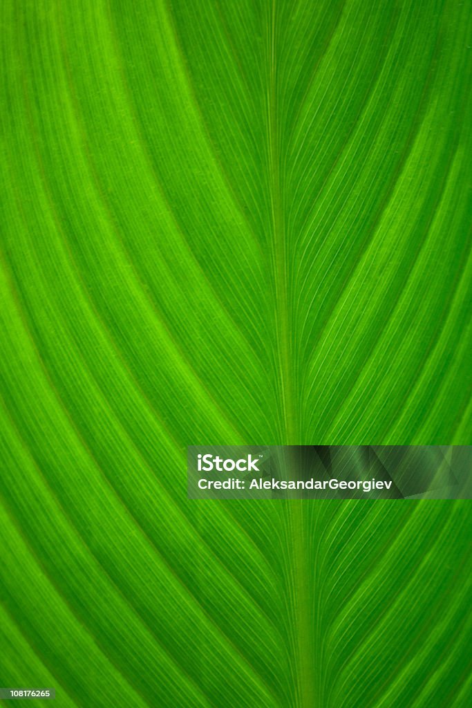 Textura muestran en verde hoja de palmera - Foto de stock de Aire libre libre de derechos