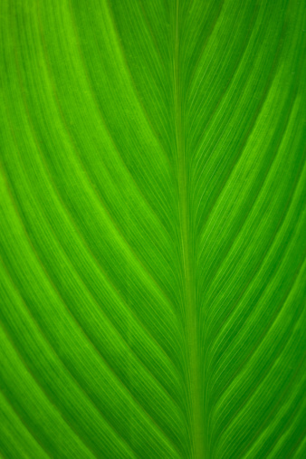 Close up of a green palm branch inside the tropical rainforest.