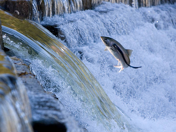 Salmon Jumping Out of Water and Attacked by Sea Lamprey stock photo