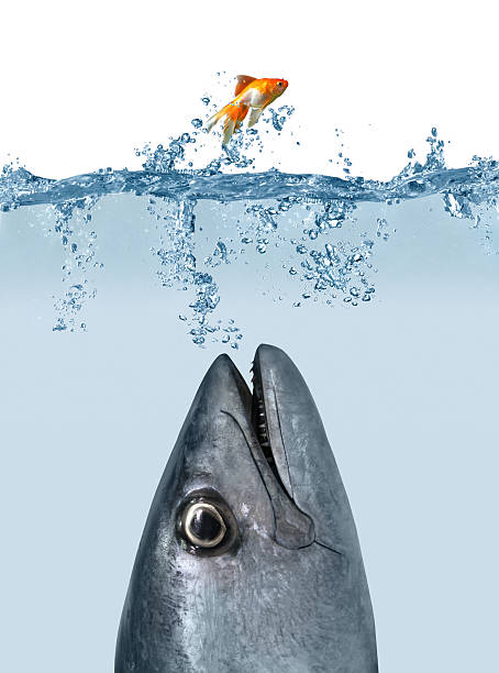 istock Catch Me If You Can 108176309