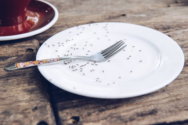 gruppo di formiche nere che strisciano sul piatto vuoto in cucina, a caccia di cibo. - formica foto e immagini stock