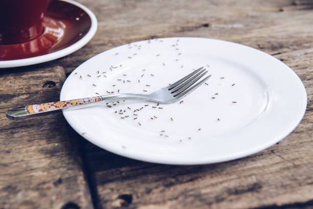 группа черных муравьев ползает по пустой тарелке на кухне, охота за едой. - close up macro plate meal стоковые фото и изображения