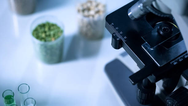 istock Examination of legumes under microscope, food quality control, pesticide testing 1081763170