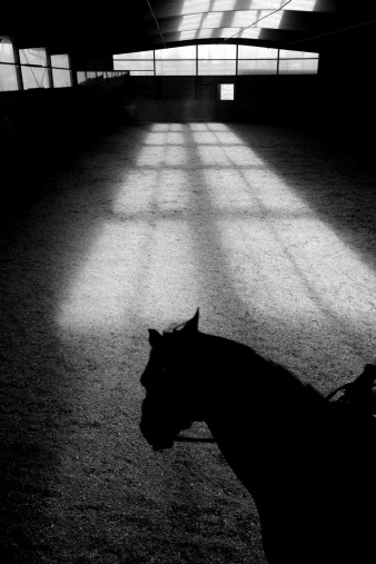 Silhouette of a running cat.