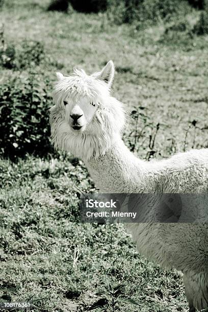 Retrato Blanco De Alpaca Foto de stock y más banco de imágenes de Aire libre - Aire libre, Alpaca, América del Sur