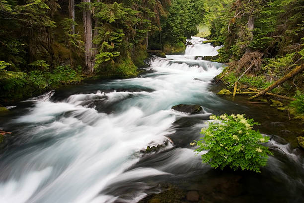 Fluss McKenzie River Falls umgeben von üppiger Vegetation – Foto