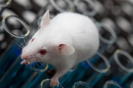 White laboratory mouse