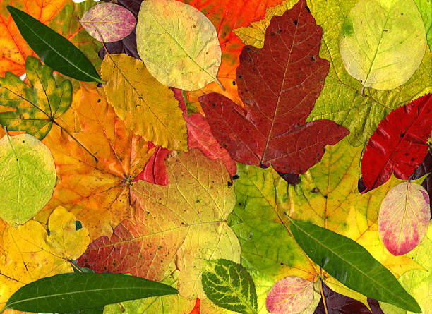 istock XXL Natural autumn leaves background 108176426