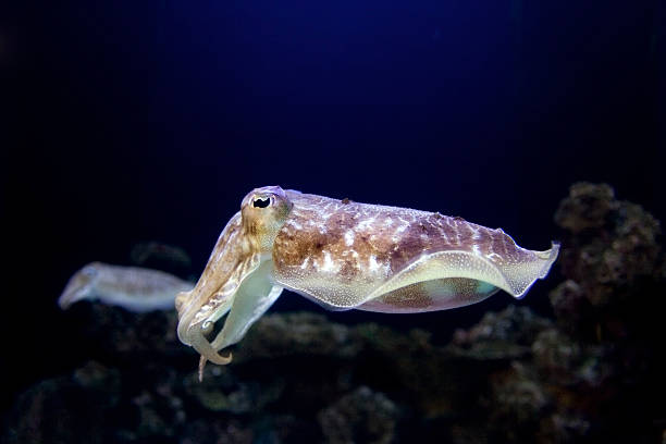 Portrait of Squid in Dark Ocean  squid stock pictures, royalty-free photos & images
