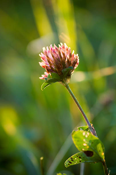 Close up of white clover flowers, warm sunlight in spring. - Trifolium repens