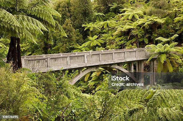 の橋たニュージーランドの熱帯雨林 - シダのストックフォトや画像を多数ご用意 - シダ, 大昔の, つながり