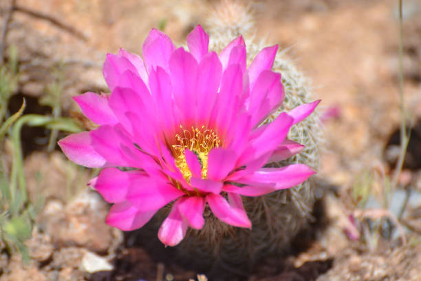 istock Large Hot Pink Cactus Flower 1081765028