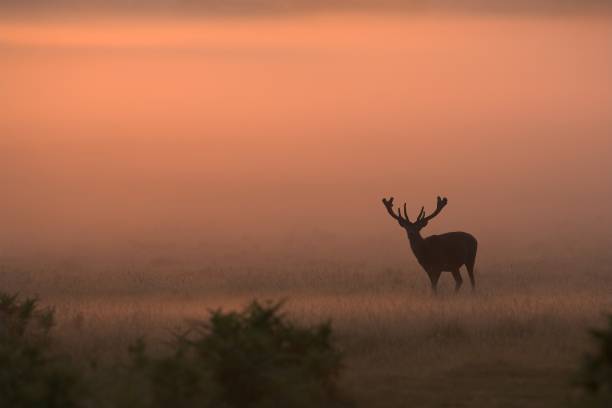 istock Red Deer Stag in the mist 108176524