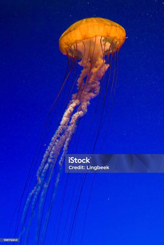 Sea Nettle - Zbiór zdjęć royalty-free (Meduza - Parzydełkowce)