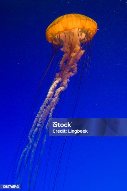 Sea Nettle - zdjęcia stockowe i więcej obrazów Meduza - Parzydełkowce - Meduza - Parzydełkowce, Zachodni Brzeg morza Morze Pokrzywa, Barwne tło