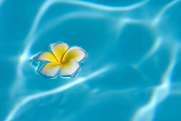 Free Stock Photo of Single flower floating on still water | Download ...