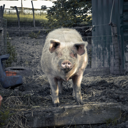 Big, plastic pig, wild boar with sun glasses. Plastic toy.