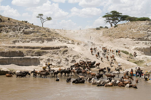 Brahman or Zebu bulls drinking water in Tigray, Northern Ethiopia.