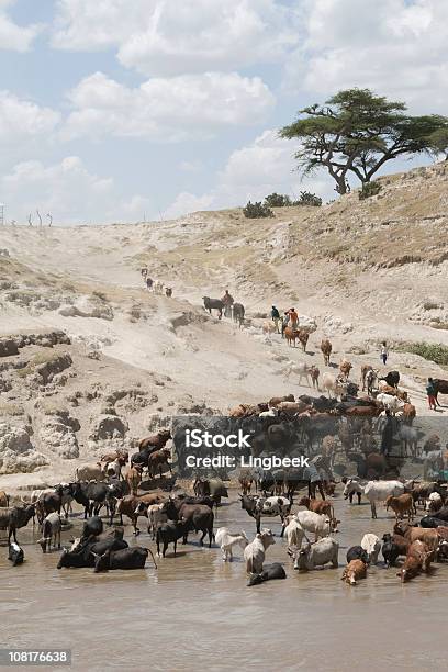 Afrikanischer Leben Auf Den Fluss Stockfoto und mehr Bilder von Afrika - Afrika, Dürre, Kuh