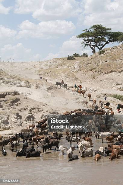 Photo libre de droit de African La Vie De La Rivière banque d'images et plus d'images libres de droit de Afrique - Afrique, Sécheresse, Vache