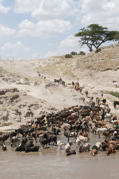 африканский жизни на реку - animal africa ethiopia mule стоковые фото и изображения