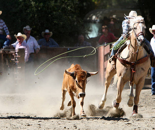 Calf Roping Aktion – Foto