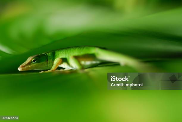Foto de Geco Closeup e mais fotos de stock de Lagarto - Lagarto, Verde - Descrição de Cor, Animal selvagem