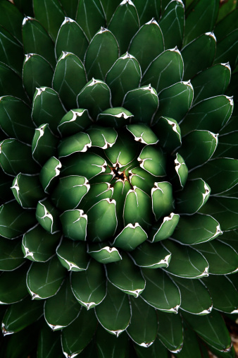 agave plant detail